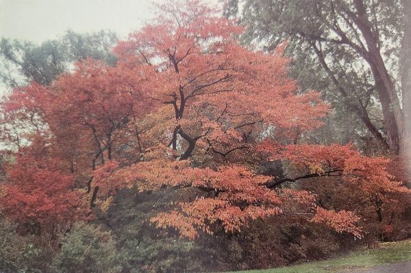 Amelanchier arborea