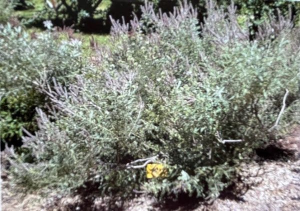 Amorpha canescens