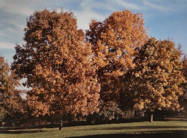 Carya cordiformis