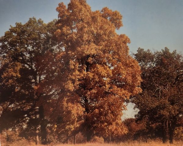 Carya ovata