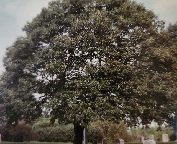 Castanea mollissima