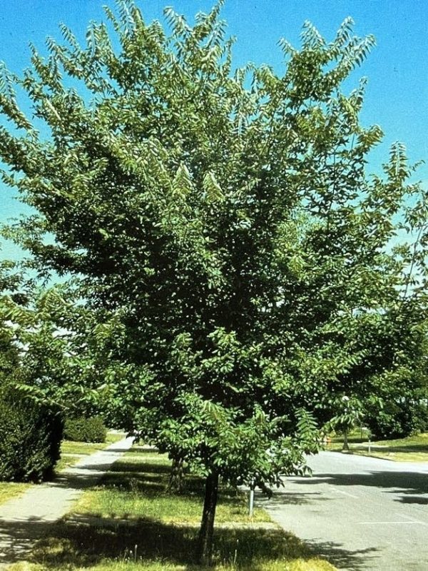 Celtis occidentalis