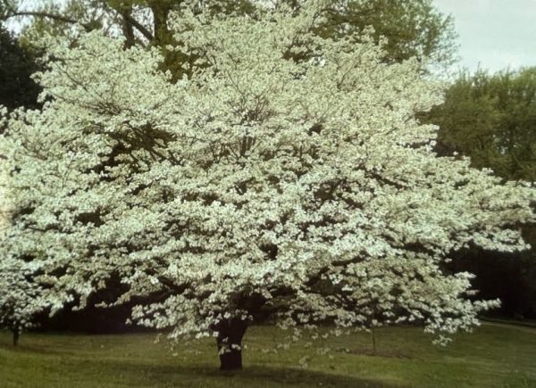 Cornus florida