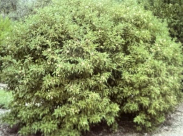 Cornus racemosa