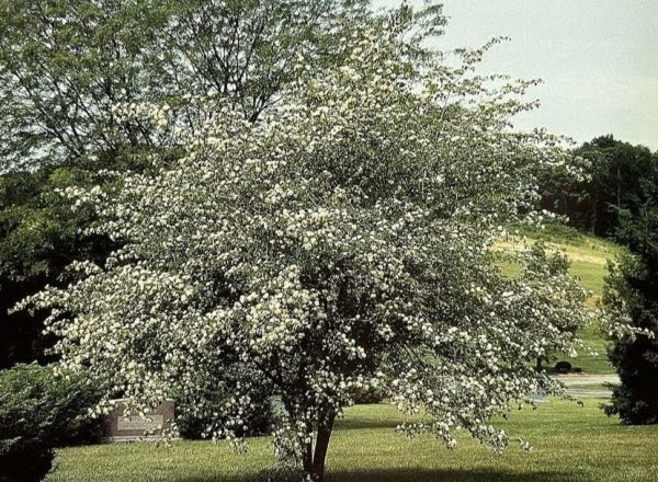 Crataegus phaenopyrum