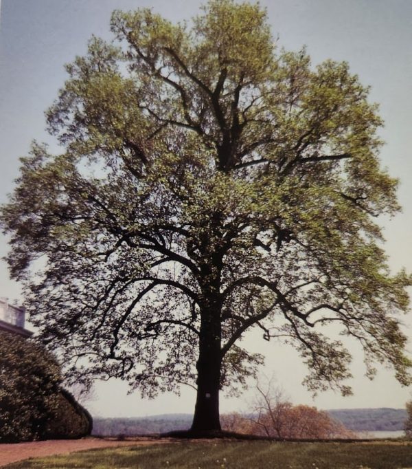 Liriodendron tulipifera