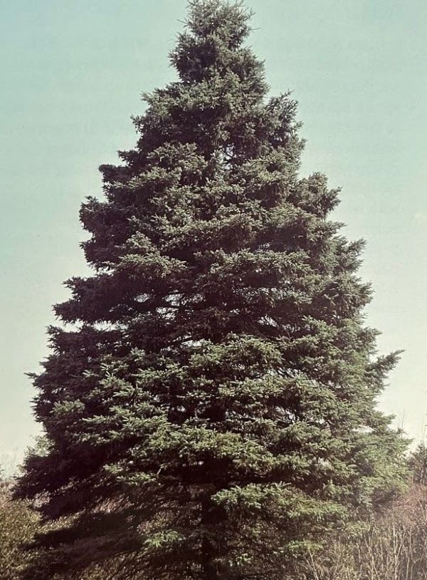 Picea glauca