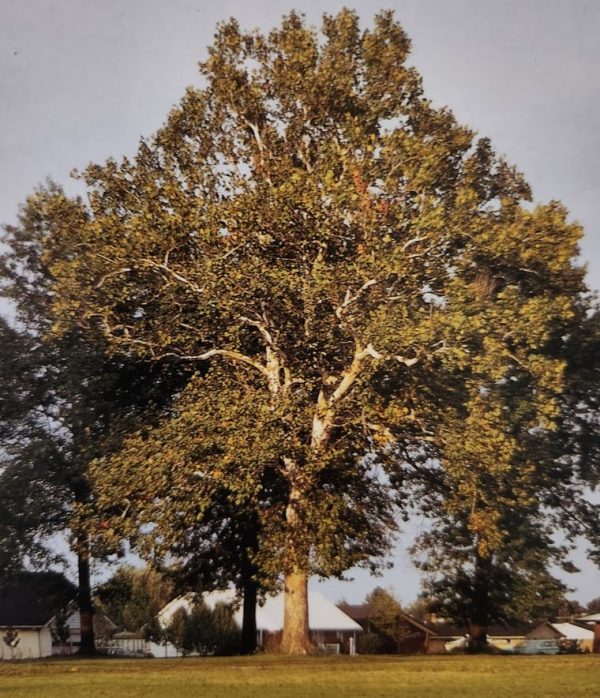 Platanus occidentalis