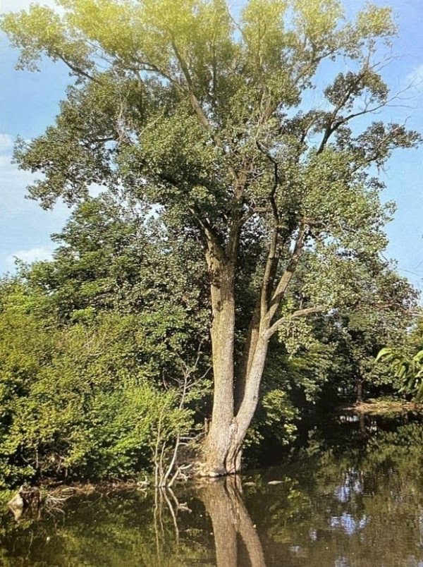 Populus deltoides