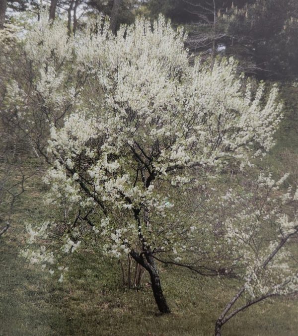 Prunus maritima