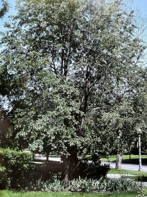 Prunus serotina