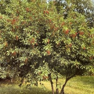 Prunus virginiana