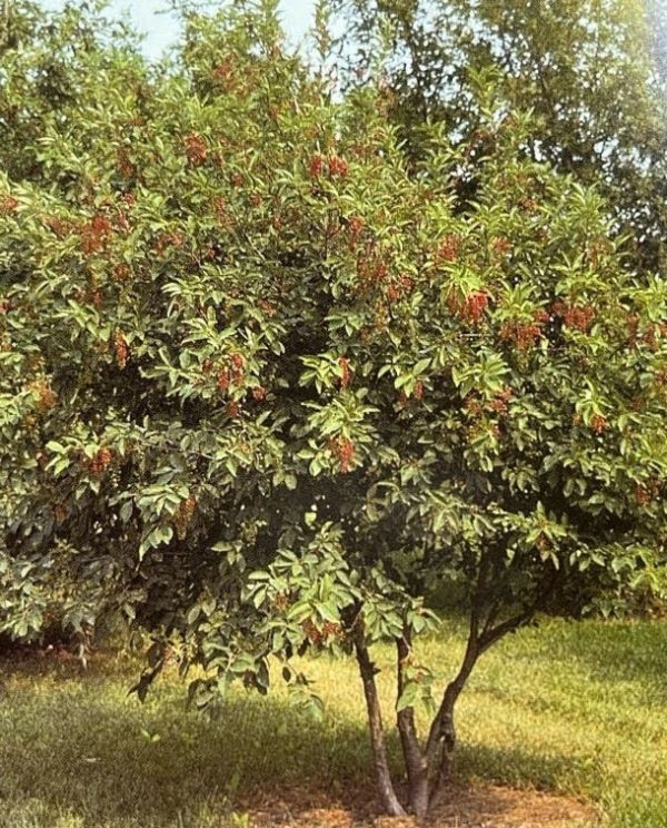 Prunus virginiana