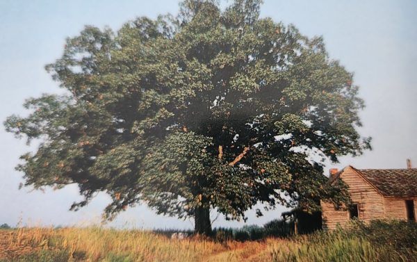 Quercus alba