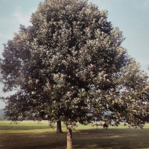 Quercus bicolor
