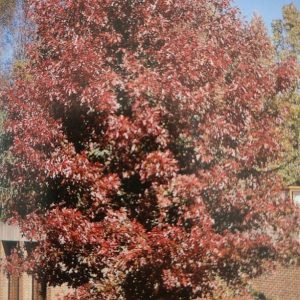 Quercus coccinea