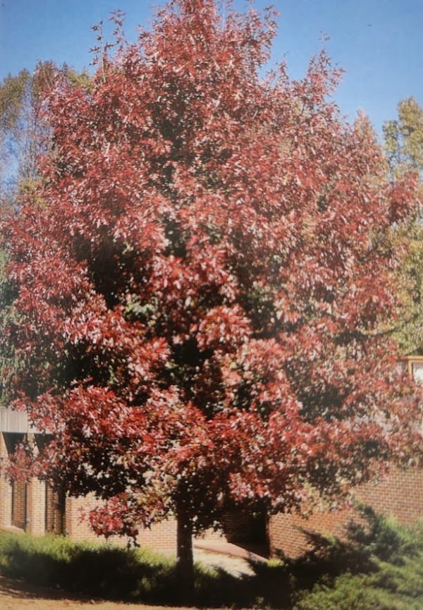 Quercus coccinea