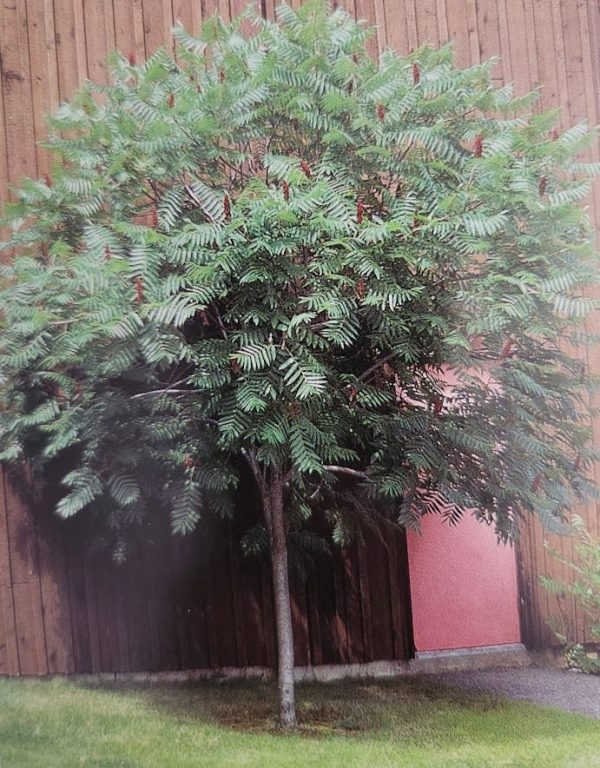 Rhus glabra