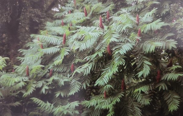 Rhus typhina