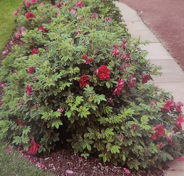 Rosa rugosa