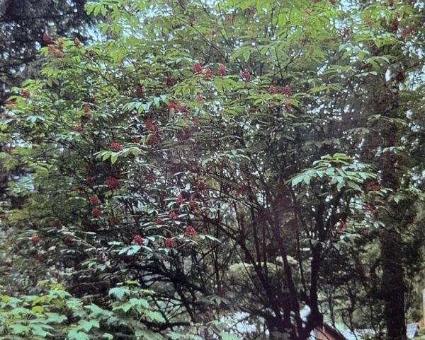 Sambucus racemosa