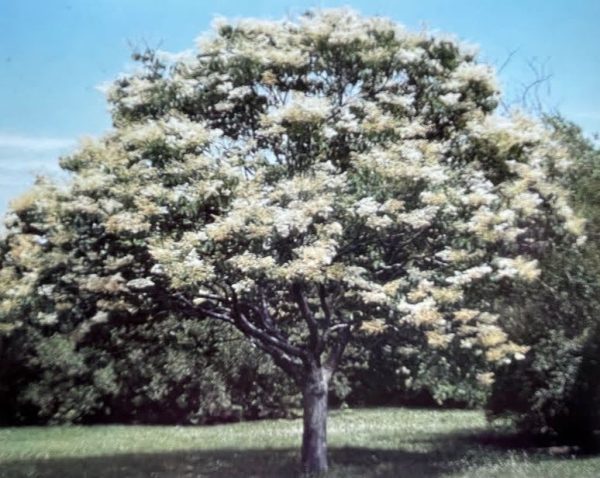 Syringa reticulata