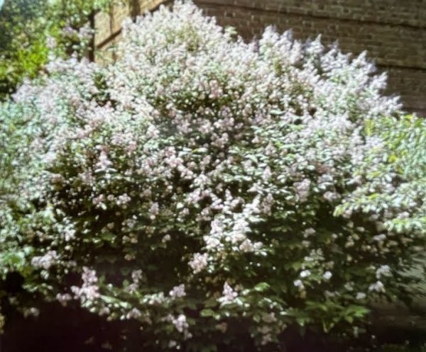 Syringa villosa