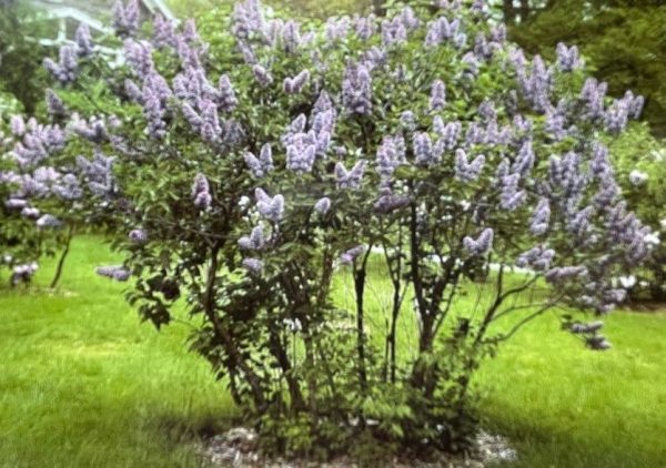 Syringa vulgaris