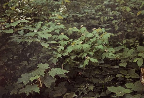 Viburnum acerifolium